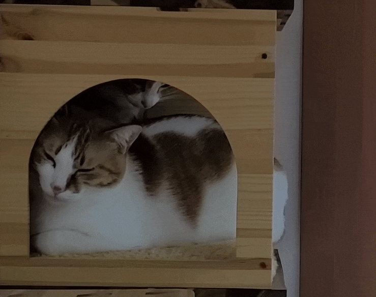 [매탈남] 언니를 냅다 가둬버린 동생 고양이 | 인스티즈