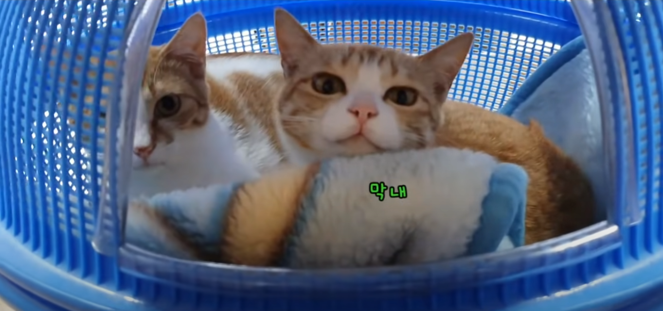 [매탈남] 언니를 냅다 가둬버린 동생 고양이 | 인스티즈