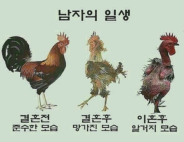 꼬끼오 이미지