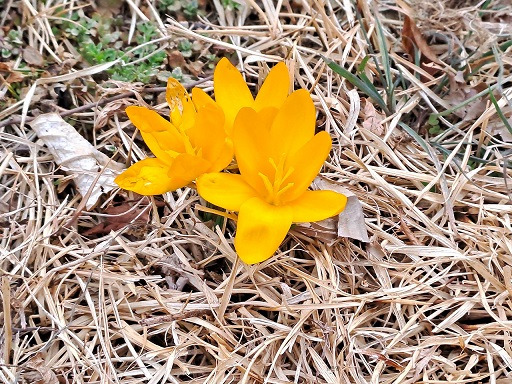 꽃그대 이미지