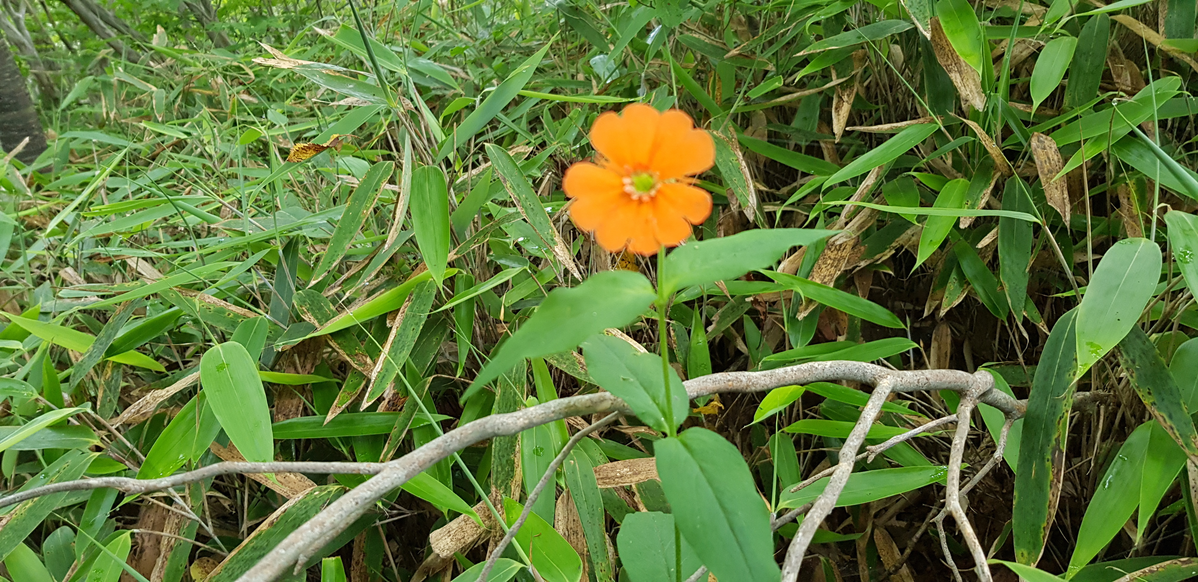 지리산약초 이미지