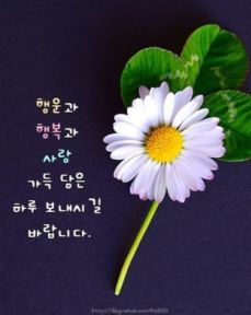 클로버 이미지