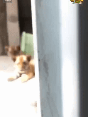 무궁화 꽃이 피었습니다.gif | 인스티즈
