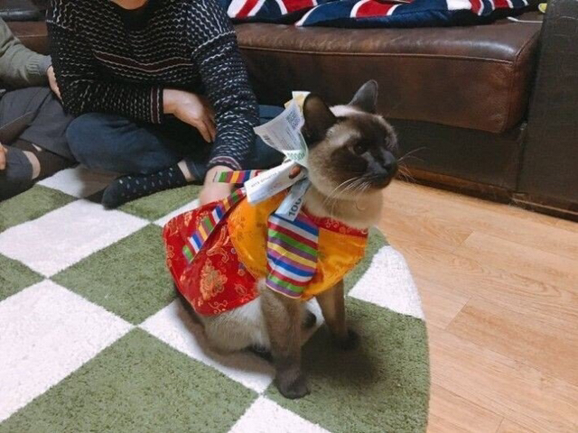 세뱃돈 받는 고양이 | 인스티즈