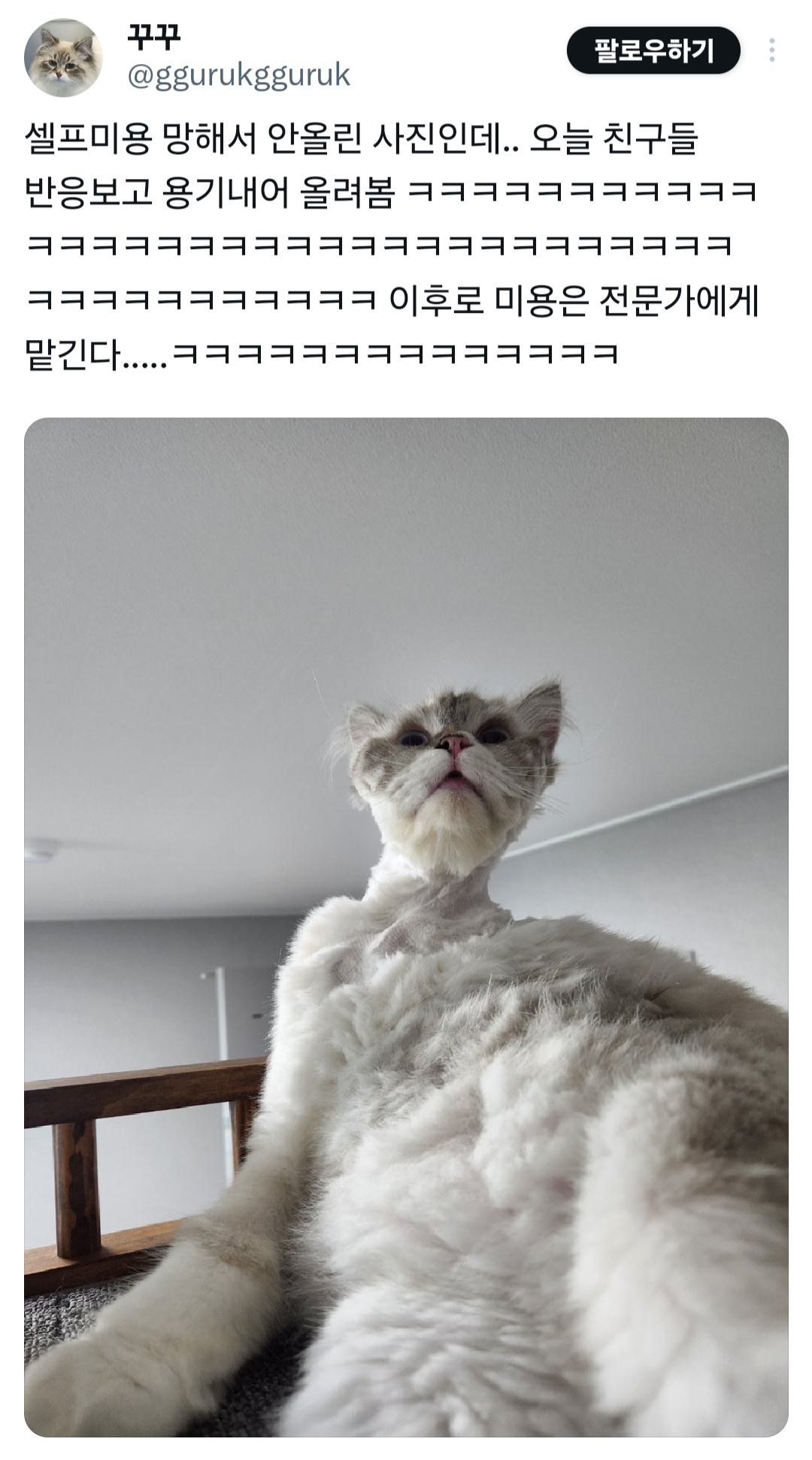 셀프미용 망한 고양이 | 인스티즈