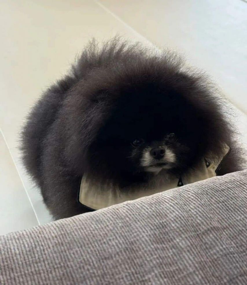 정체불명의 외눈박이 생물 | 인스티즈