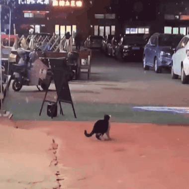 [움짤] 고양이와 눈 | 인스티즈