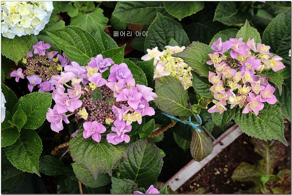 페어리 이미지