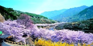 밭밭 이미지