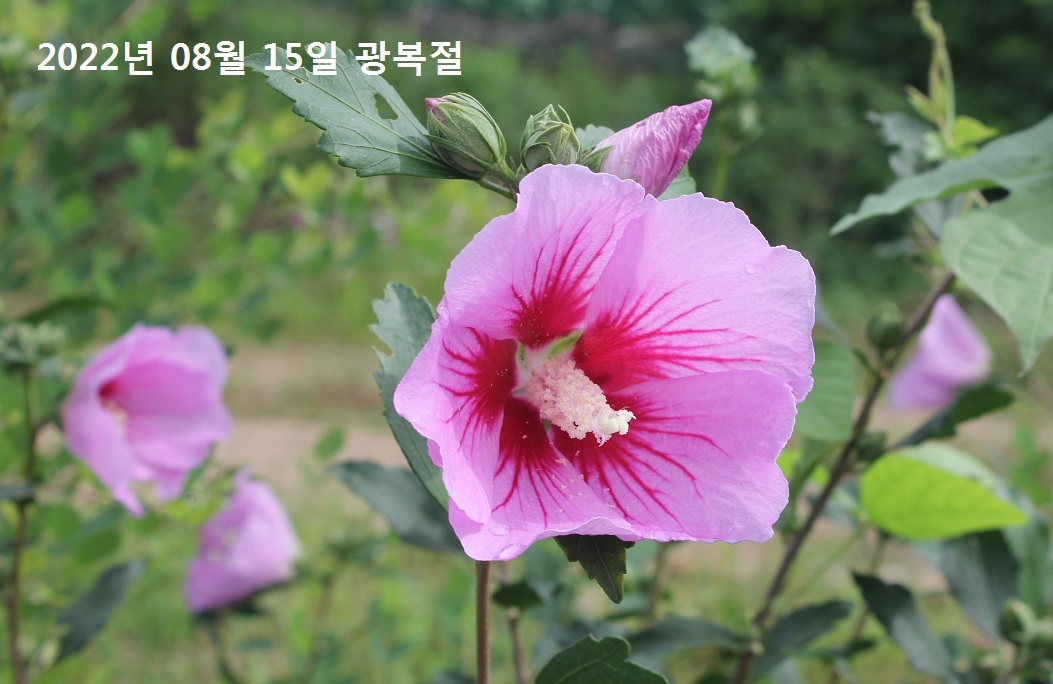 아리솔 이미지