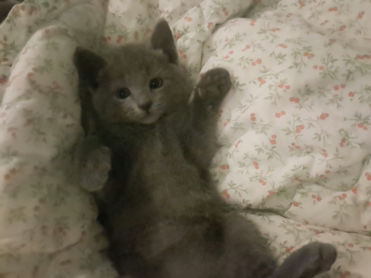 러시안블루분양 - 카페 앨범 - 새끼 고양이 무료분양