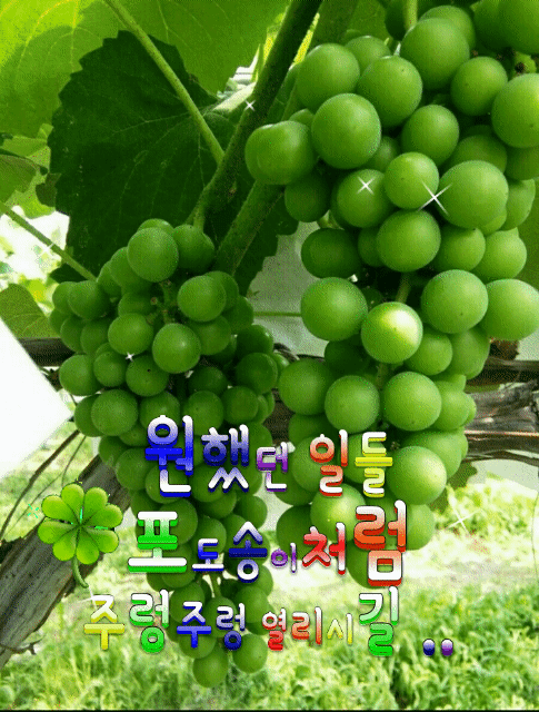 다사라 이미지