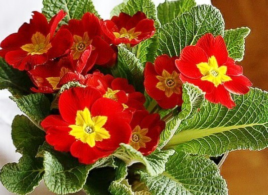 2월 4일 탄생화 붉은앵초 - ♣  꽃, 초록이 사랑방 - 고흥을 사랑하는 사람들 (고흥귀농귀촌연구회)