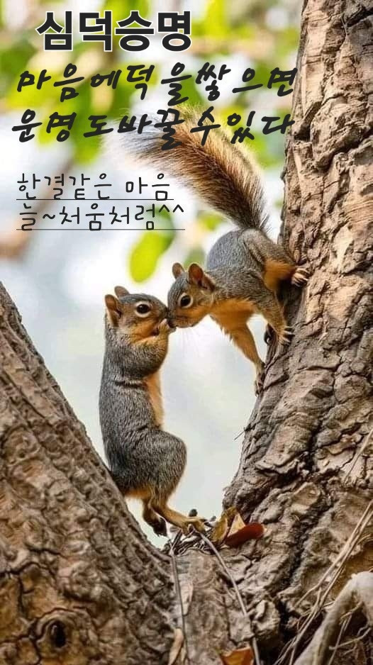 정(情) 이미지