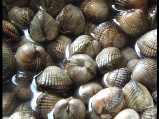 꼬막을 삶다 boil a ark shell - 영어 - 발효 인문학, 읽나바