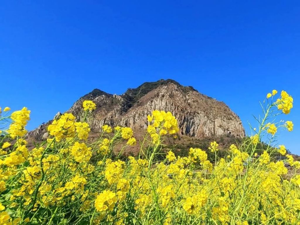 산세라 이미지
