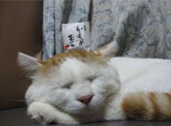 잠꾸러기 이미지