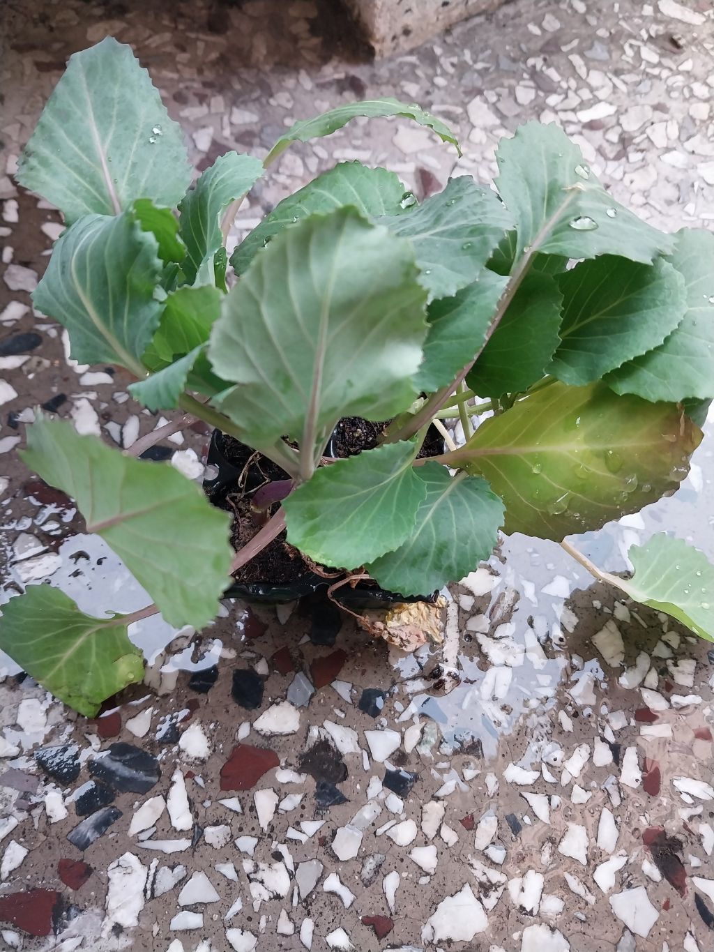 천원의행복 이미지