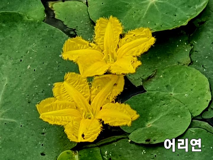 풀꽃 이미지
