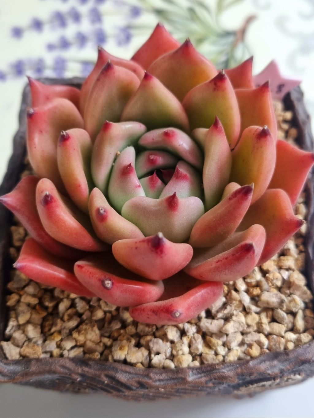 화사한날 이미지