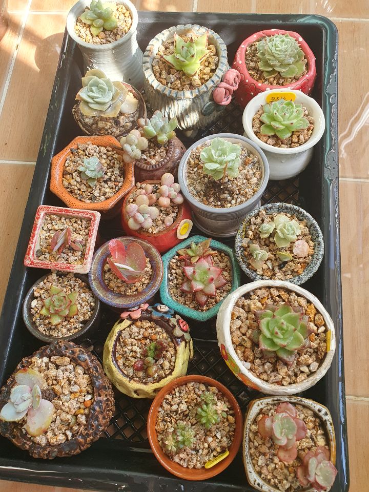 온공일 이미지