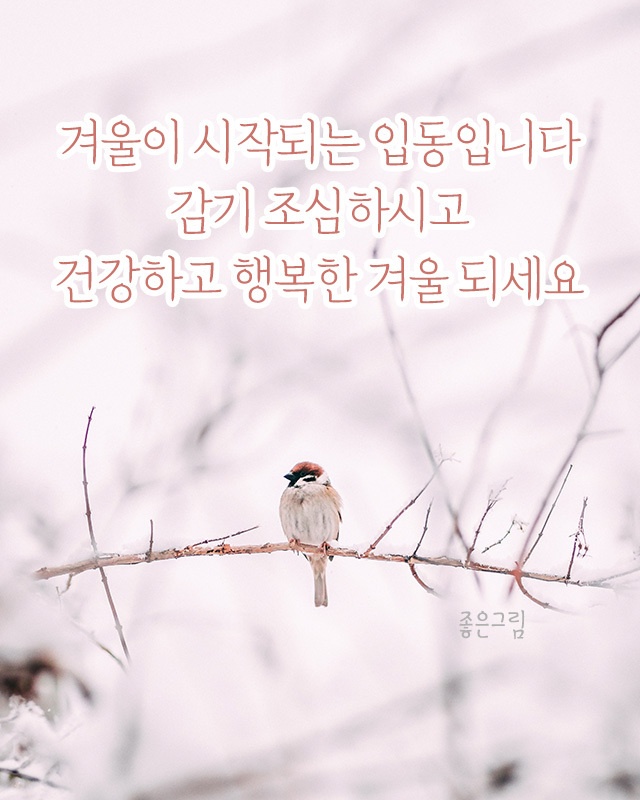 참새 이미지