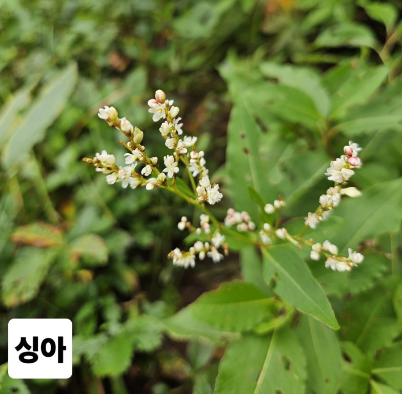 깃대봉 이미지
