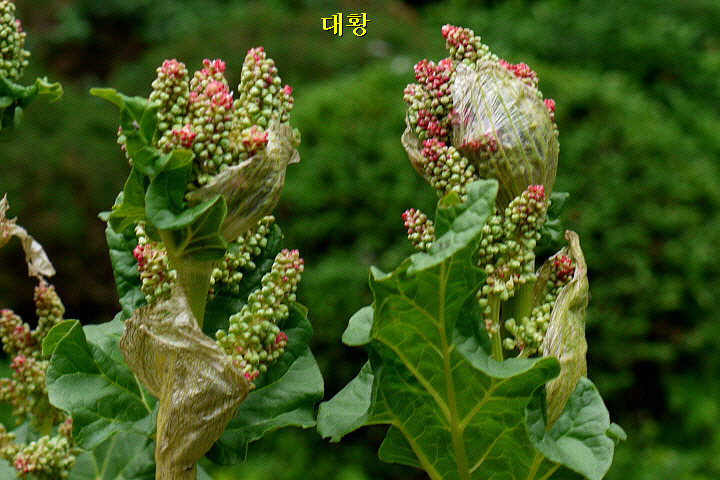 산약초 이미지