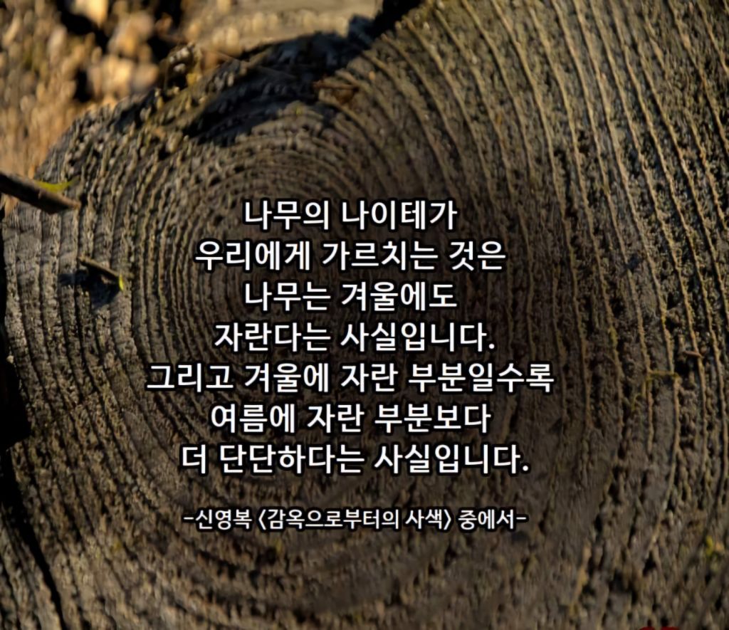 나이테 이미지