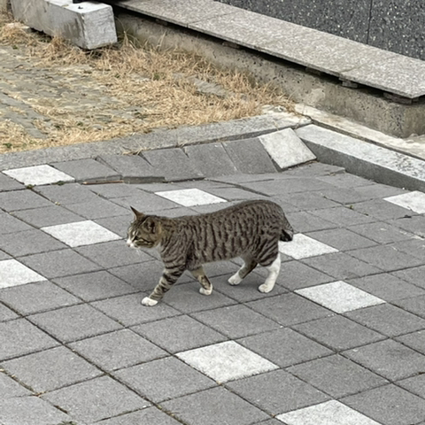 나만없어고양이 이미지