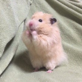 몽베베 이미지