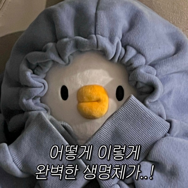 꼬씨꼬씨 이미지