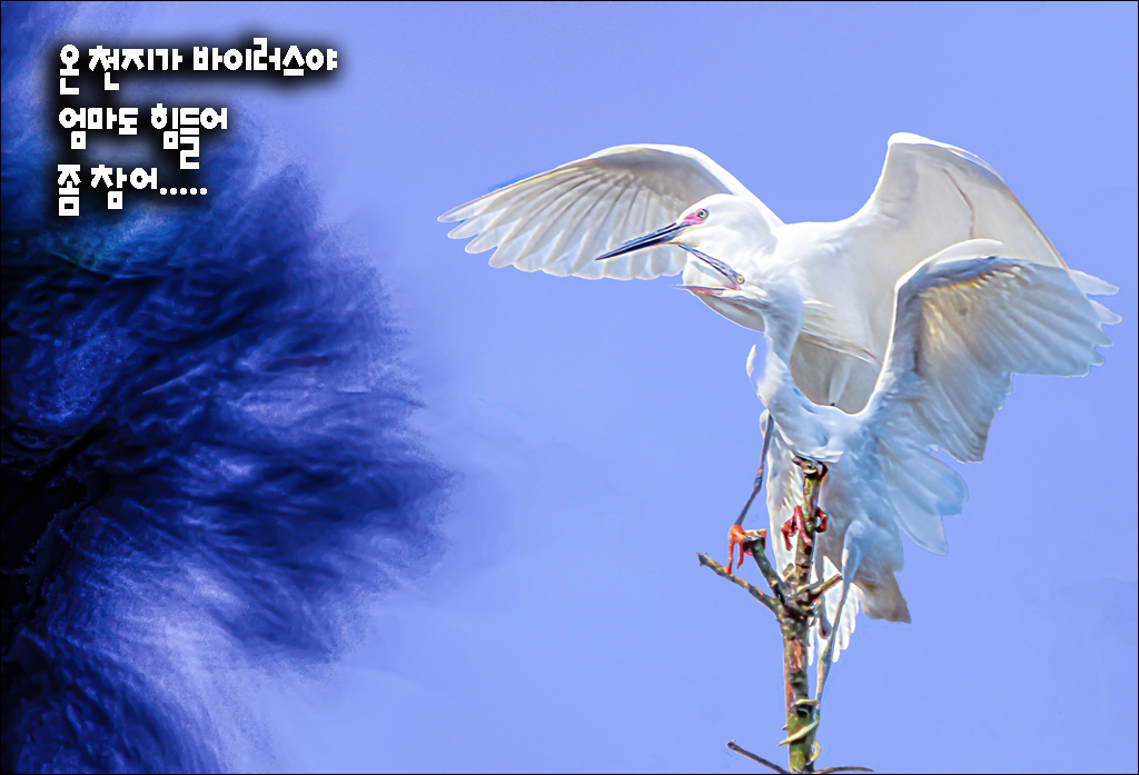 백로 이미지