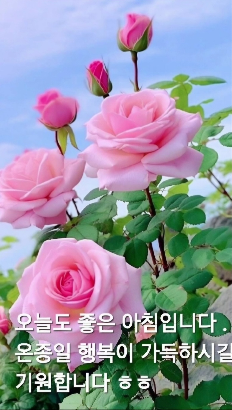 인향 이미지