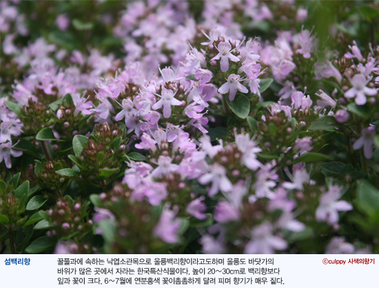 백리향 이미지