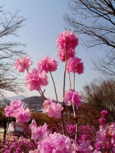 진달래 이미지