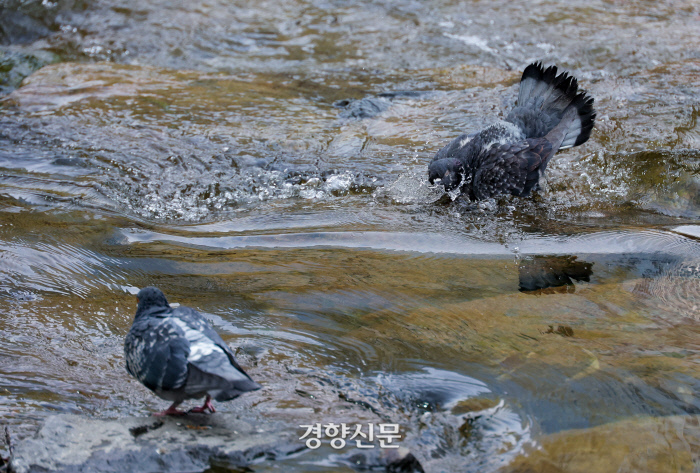 울산시 남구 선암호수공원 내 보탑사 정원에 매화가 수줍게 꽃망울을 터뜨리고 있다. 뉴스1