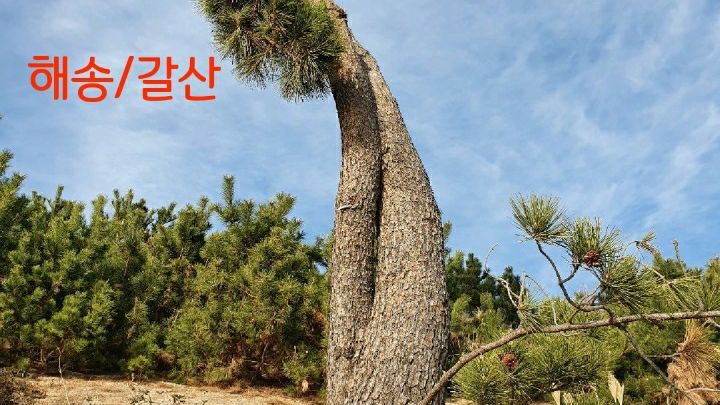해송 이미지