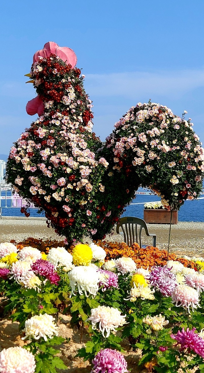 국화 전시회 - 사진과 그림 - 황혼의 멋진 삶 국화 전시회