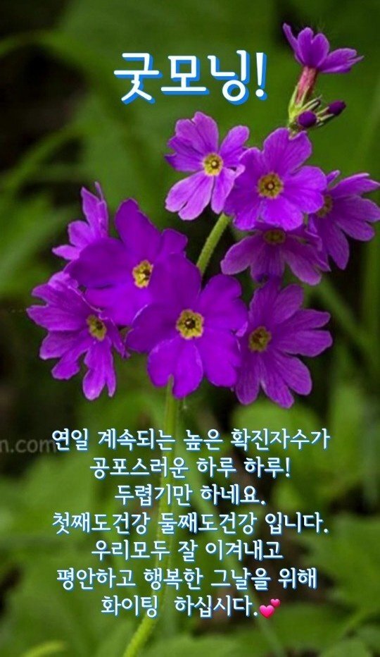 시천교 이미지