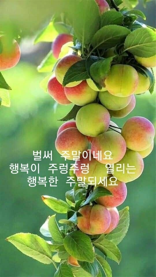 시천교 이미지