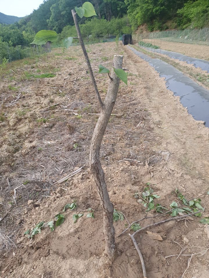 산수골 이미지