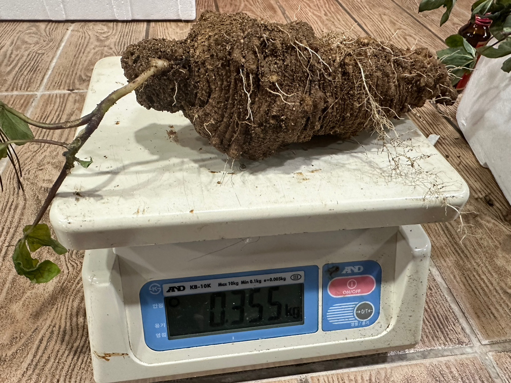 무주더덕 이미지
