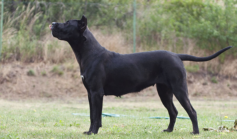 도고(DOGO) 이미지