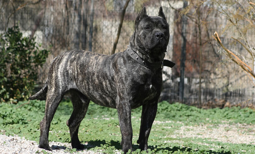 도고(DOGO) 이미지