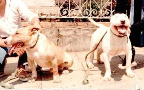 도고(DOGO) 이미지