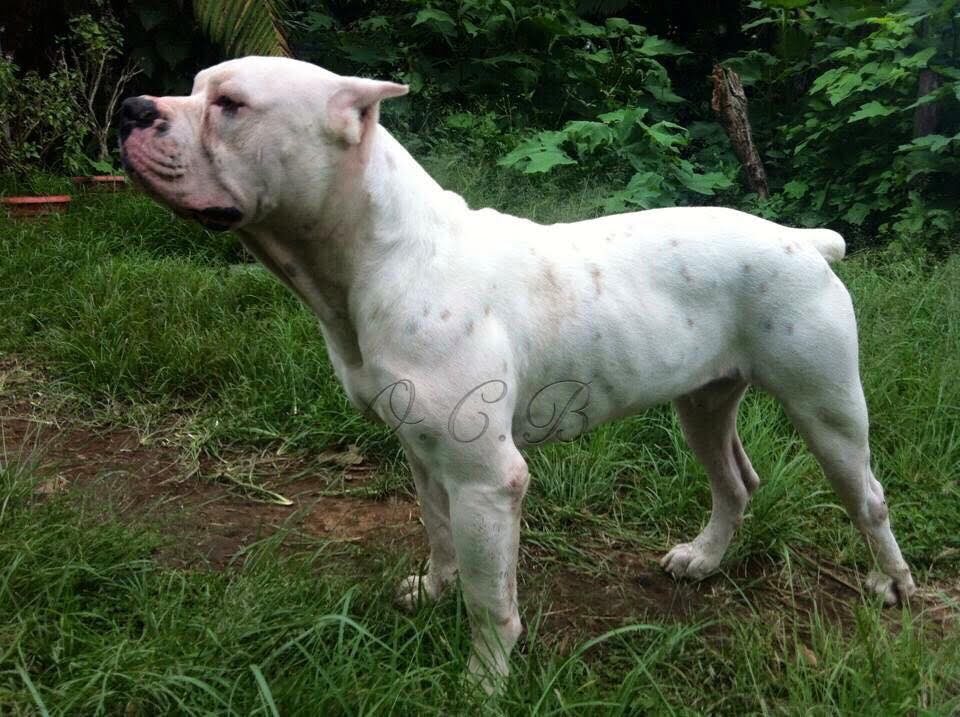 도고(DOGO) 이미지