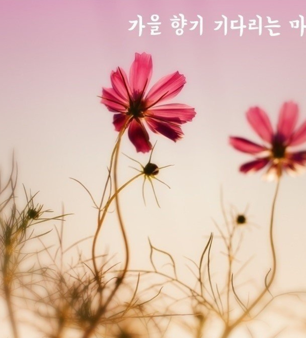 가을 향기 기다리는 마음 - 좋은글 게시판 - (사)평택한미우호협회 가을 향기 기다리는 마음