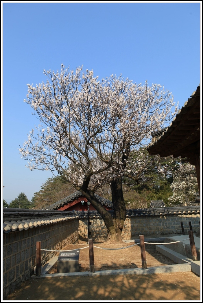 고매 이미지