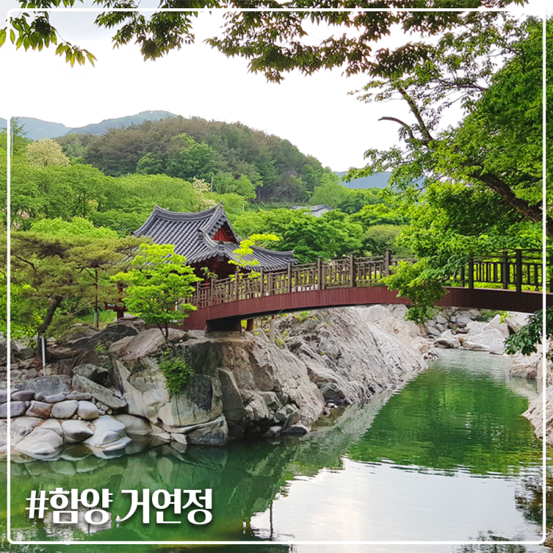 연리지 이미지